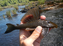 Image of Hypostomus corantijni 