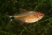 Image of Hyphessobrycon peugeoti (Peugeot tetra)