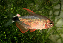 Image of Hyphessobrycon peugeoti (Peugeot tetra)