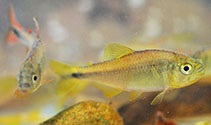 Image of Hyphessobrycon rutiliflavidus 