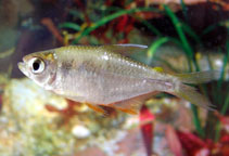 Image of Hyphessobrycon savagei 