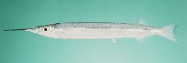Image of Hyporhamphus sindensis (Sind halfbeak)