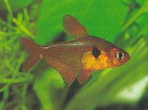 Image of Megalamphodus sweglesi (Red phantom tetra)