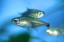 Image of Hyphessobrycon vilmae 