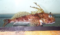 tn_Icfil_m0.jpg