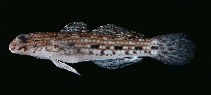 Image of Istigobius decoratus (Decorated goby)