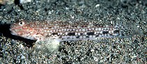 Image of Istigobius decoratus (Decorated goby)
