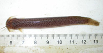 Image of Ituglanis amazonicus 