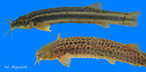 Image of Ituglanis laticeps 