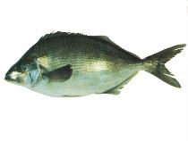 Image of Latridopsis ciliaris (Blue moki)