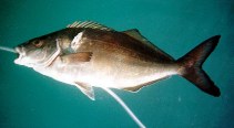 Image of Latridopsis forsteri (Bastard trumpeter)