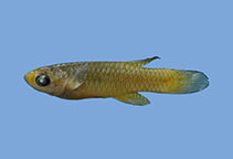Image of Lacustricola gemma 