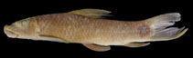 Image of Labeo greenii 