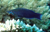 Image of Labroides quadrilineatus (Fourline wrasse)