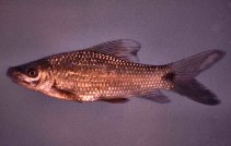 Image of Labeo umbratus (Moggel)