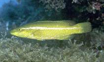 Image of Labrus viridis 