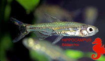 Image of Lepidarchus adonis (Jellybean tetra)