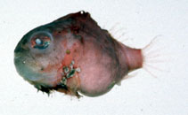 Image of Eumicrotremus awae 