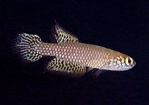 Image of Leptolebias citrinipinnis 