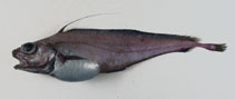 Image of Lepidion lepidion (Mediterranean codling)