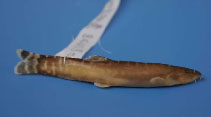 Image of Leptobotia guilinensis 