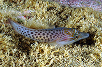 Image of Lepadogaster purpurea (Cornish sucker)