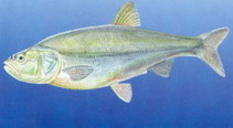 tn_Lemer_u0.jpg