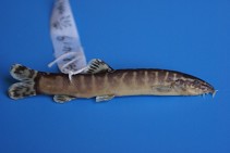 Image of Sinibotia zebra 