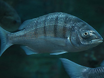 tn_Liaur_u8.jpg