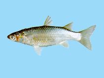 Image of Planiliza carinata (Red Sea keeled mullet)