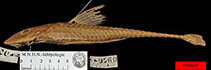 Image of Loricariichthys maculatus 