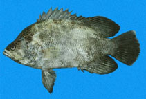 Image of Lobotes pacifica (Pacific tripletail)