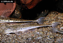 Image of Loricariichthys platymetopon 