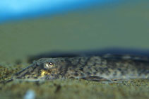 Image of Loricaria simillima 