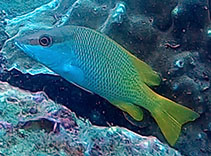 Image of Lutjanus argentiventris (Yellow snapper)