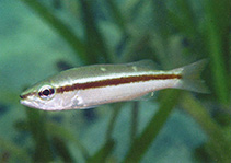 Image of Lutjanus biguttatus (Twospot banded snapper)