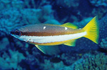 Image of Lutjanus biguttatus (Twospot banded snapper)