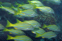 Image of Lutjanus carponotatus (Spanish flag snapper)