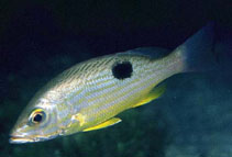 Image of Lutjanus guttatus (Spotted rose snapper)
