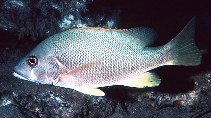Image of Lutjanus jocu (Dog snapper)