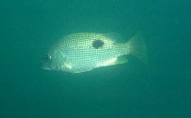 Image of Lutjanus johnii (John\