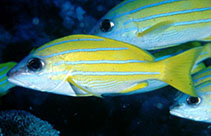 Image of Lutjanus kasmira (Common bluestripe snapper)