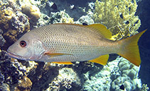 Image of Lutjanus monostigma (One-spot snapper)