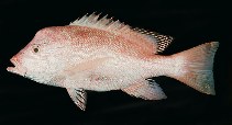 Image of Lutjanus sanguineus (Humphead snapper)