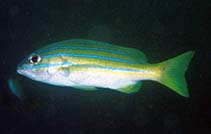 Image of Lutjanus sapphirolineatus (Arabian blue-striped snapper)