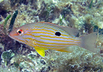 Image of Lutjanus synagris (Lane snapper)