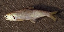 Image of Lycengraulis batesii (Bates\