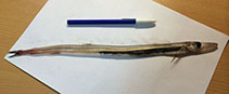 Image of Macroparalepis affinis 