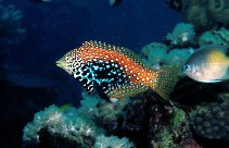 Image of Macropharyngodon marisrubri 