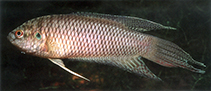 tn_Mahon_m0.jpg